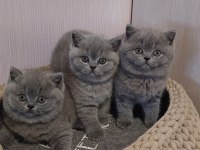 Kedilerimize Yeni ailemizi ariyoruz