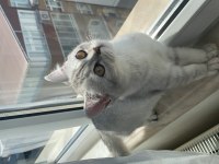british shorthair kedisi