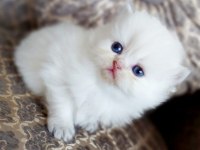 Silver british longhair dişi ve erkek bebekler