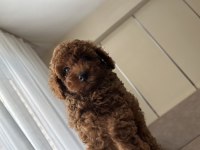 Evinizin neşesi poodle köpeğiniz