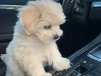 Zeka Küpü Maltipoo Bebekler