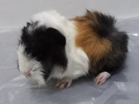 Guinea Pig Yavrular Aynı Gün Set Halinde Teslim Edilir