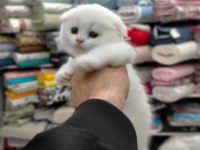 45 günlük scottish fold yavrumuz