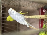 Ele Alıştırmalık Yeni Yeme Düşmüş Show Jumbo Kuşlar