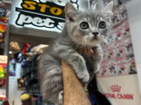 British Shorthair Her Renk Her Türden Yavrular