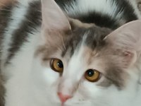 Kedime Acil Yuva Arıyorum