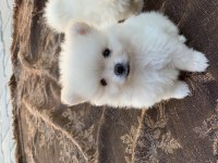40 günlük pomeranian yavrular