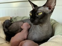 Die besten sphynx der welt