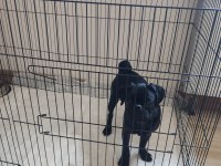 Evcil Eğitimli Yavru Pug