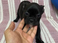 Siyah french bulldog bebeklerimiz
