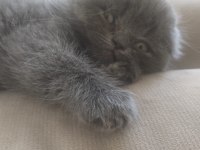 Scottish fold bebek kedimiz