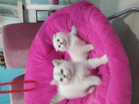 Scottish fold safkan yavrular