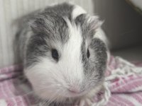 Ginepig 6 aylık
