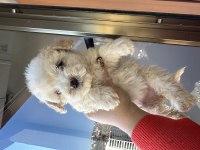 Bichon frise köpeği