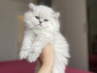 Emsalsiz Güzellikte Brıtısh Longhaır Yavrularım