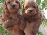 Show kalitede Cockapoo Yavrular