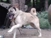Yavru Ve Yetişkin A Kalite Kangallar