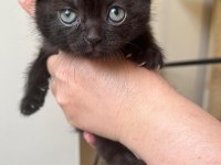 Kendi kedimin scottish fold yavruları
