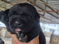 Cane corso orjinal yavrular