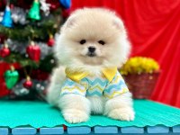 Safkan Pomeranian Boo Yavrularımız