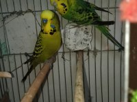 Jumbo muhabbet kuşu