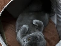 Scottish Fold kızımıza yuva arıyoruz