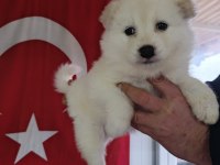 Samoyed yavrularımız