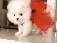 Dişi yavru pomeranian boo sahibini bekliyor