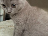 2 AYLIK TATLI VE UYSAL SCOTTİSH FOLD YAVRU KEDİ
