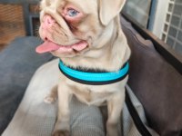 Ping pug yavrumuz