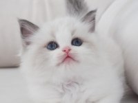 Full şecereli ragdoll yavruları