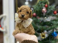 Yılbaşı çiçeklerimiz toy poodle bebekler