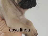 Pug Mops Bebekler