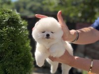 Kusursuz Karbeyaz Biblo Dişi Pomeranian