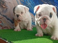 TOMBİŞ BULLDOG BEBEKLER