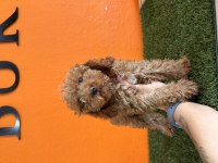 Antialerjik tüy yapısına sahip toy poodle