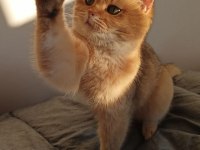 Golden dişi british shorthair yavrumuz sahiplendirilecektir