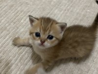 Golden british shorthair bebekler