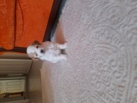 Terrier maltese yavrular