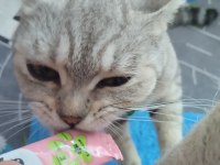 Evcil british shorthair dişi