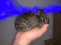Mini Lop Cüce Tavşanlar