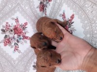Poodle bebek köpeklerimiz