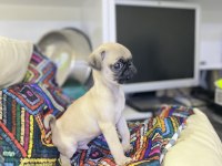 Minyatür pug yavrumuz