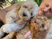 Birbirinden tatlı dişi-erkek poodle