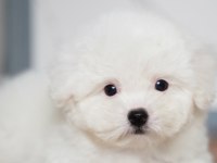 Türkiyede en iyi kalite nadir olanlardan bichon frise