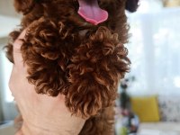 Kore Toy Poodle kg garantili ev üretimi Çorlu