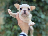 Güzeller Güzeli Çok Sevimli French Bulldog Yavrular