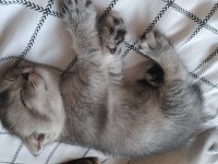 Beyaz maviş safkan scottish fold yavru