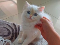 British longhair 1 yaşında
