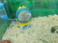 Hamster ve Gonzales